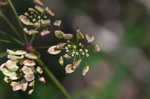 Stiff cowbane